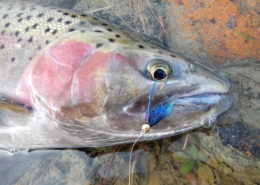 Steelhead don’t feed in freshwater and even if they did, there are few things colored purple in their list of things to eat. However, purple is more visible than most other colors at depth.