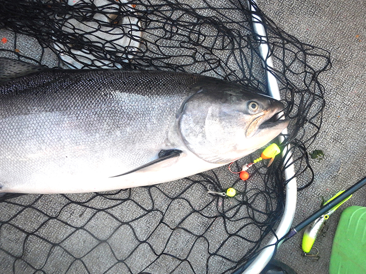 More on Upriver Bright Chinook Salmon, Hanford Reach Columbia