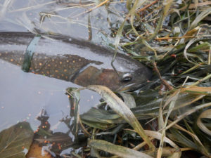 Trifecta of Fish on the Walla Walla River