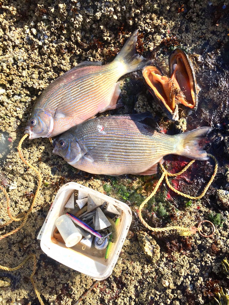 Casting for Surfperch and Greenling off Oregon Coast Rocks - Dennis Dauble  Books