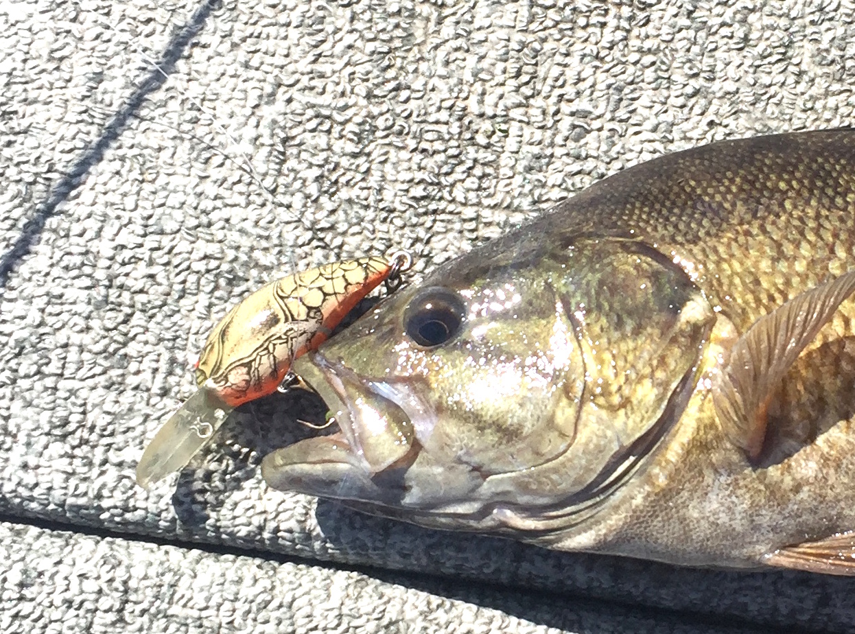 GIANT BASS Eats CRAPPIE on Wife's Tiny Fishing Rod! 
